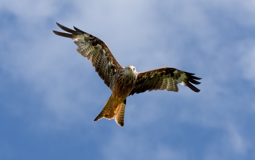 a large bird flying through a blue sky