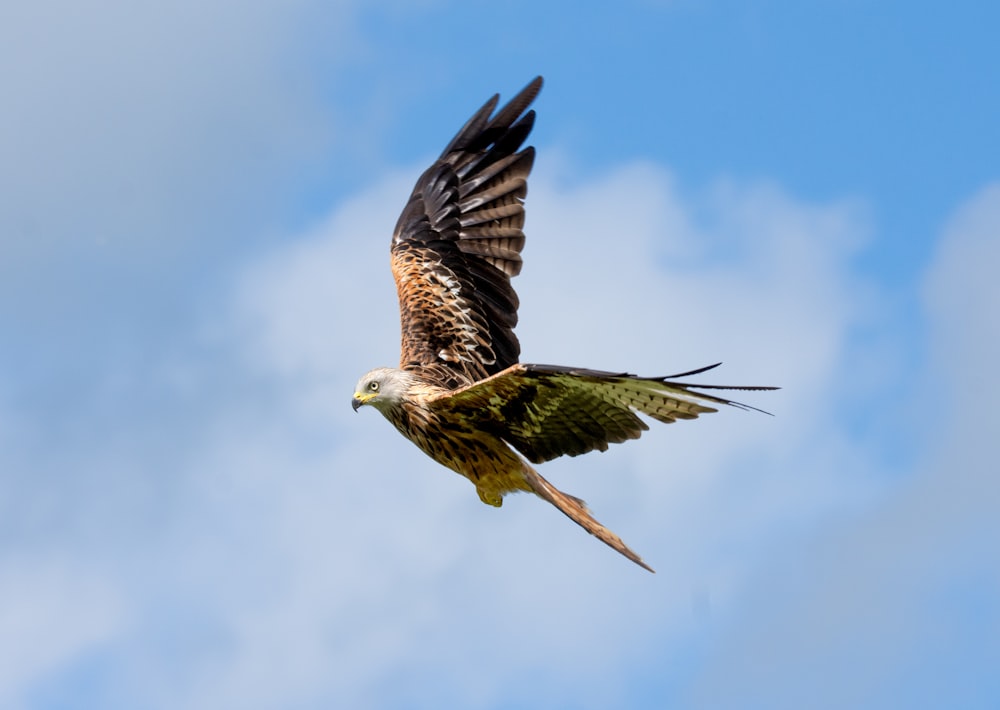 Un grand oiseau volant dans un ciel bleu