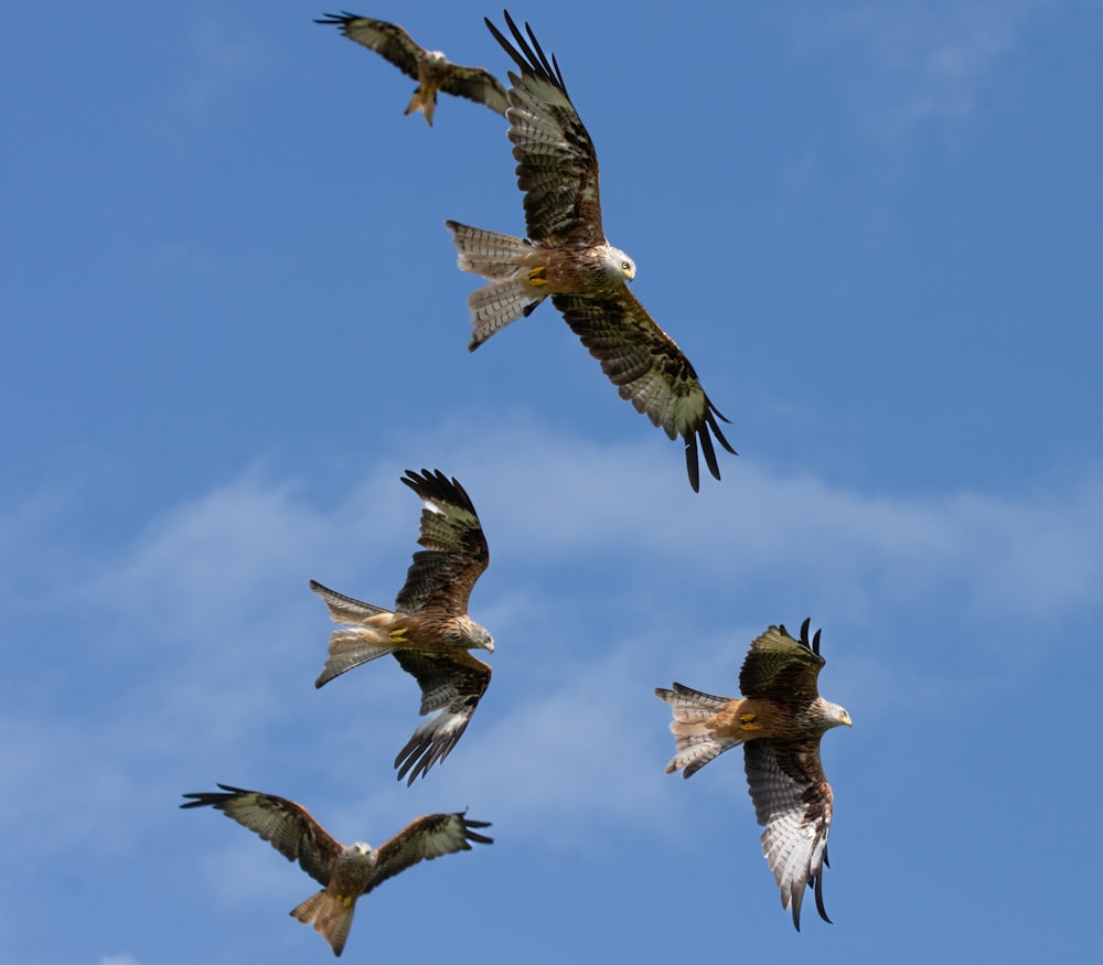 a group of birds flying through a blue sky