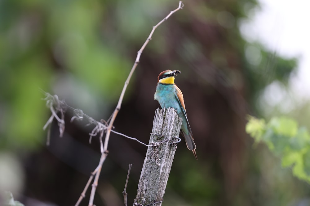 um pequeno pássaro colorido empoleirado em cima de um poste de madeira