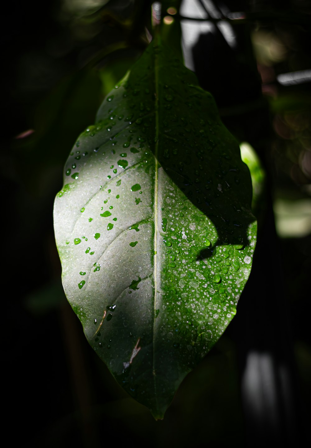 a green leaf with drops of water on it