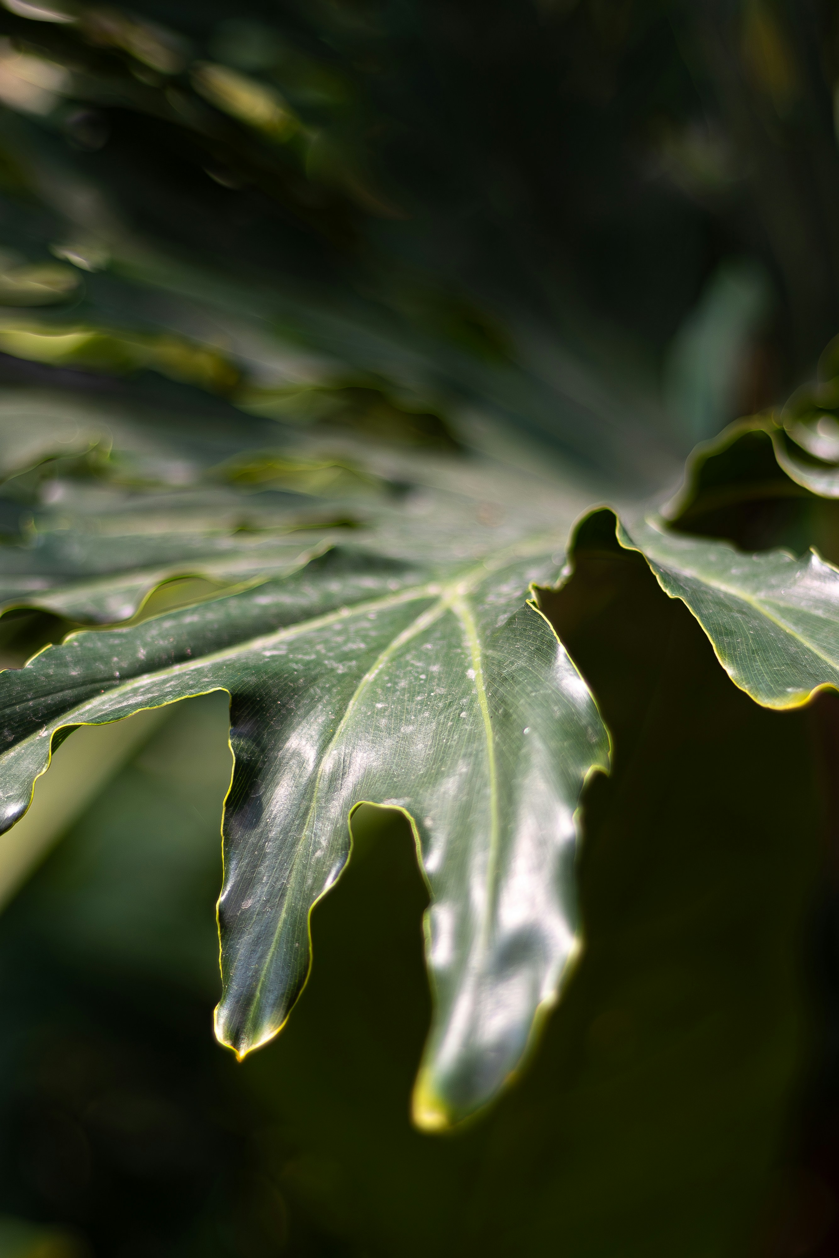 Photo by salamonbogi