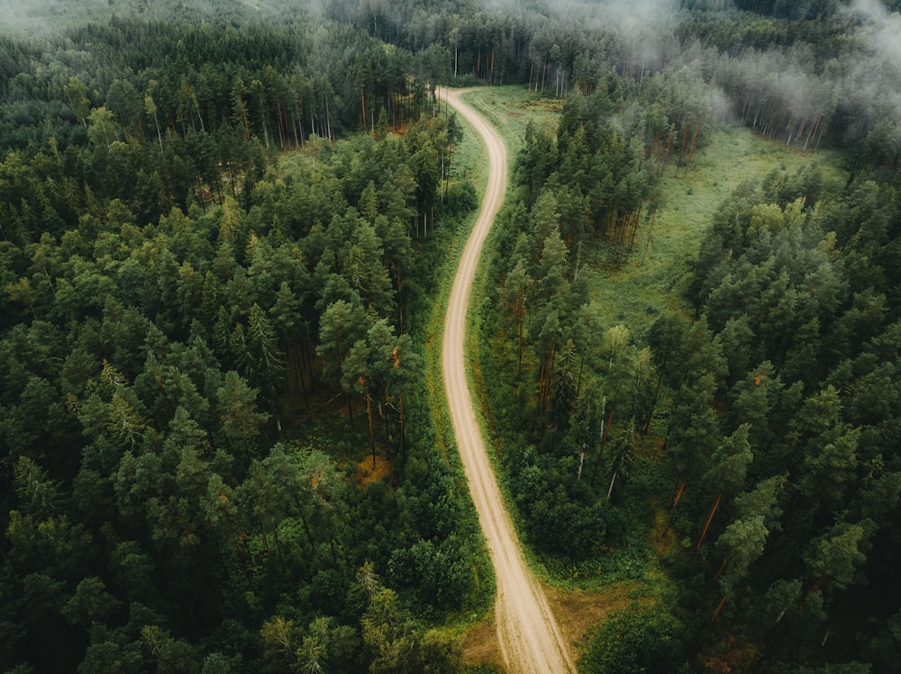 a dirt road in the middle of a forest