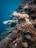 A vibrant underwater scene showcasing colorful fish swimming among coral reefs.