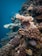 A vibrant underwater scene showcasing colorful fish swimming among coral reefs.