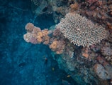 A vibrant underwater scene featuring a coral reef with a variety of corals, including branching and encrusting types. Several colorful fish swim around, adding life to the vibrant coral formations.