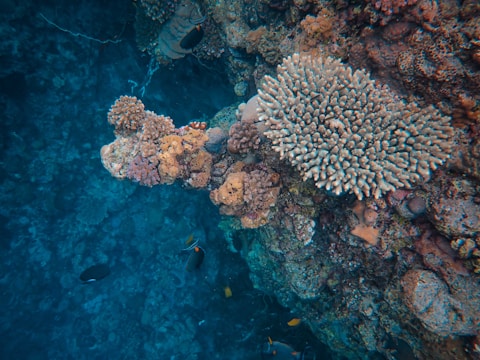 A vibrant underwater scene featuring a coral reef with a variety of corals, including branching and encrusting types. Several colorful fish swim around, adding life to the vibrant coral formations.