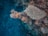 A vibrant underwater scene featuring a coral reef with a variety of corals, including branching and encrusting types. Several colorful fish swim around, adding life to the vibrant coral formations.