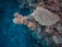 A vibrant underwater scene featuring a coral reef with a variety of corals, including branching and encrusting types. Several colorful fish swim around, adding life to the vibrant coral formations.