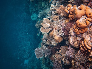 A vibrant coral reef with a variety of coral formations and marine life, showcasing different textures and colors. Various types of corals, some with branching shapes and others with rounded forms, cover the underwater scene. Small tropical fish swim among the corals.