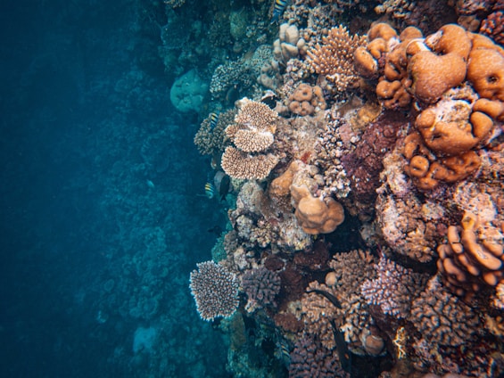 A vibrant coral reef with a variety of coral formations and marine life, showcasing different textures and colors. Various types of corals, some with branching shapes and others with rounded forms, cover the underwater scene. Small tropical fish swim among the corals.