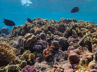 Vibrant coral reef teeming with life, featuring various types of corals in shades of brown, green, and purple, and a few dark-colored fish swimming around. The water is clear, allowing light to create patterns on the reef below.