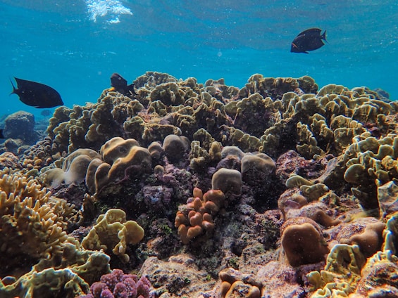 Vibrant coral reef teeming with life, featuring various types of corals in shades of brown, green, and purple, and a few dark-colored fish swimming around. The water is clear, allowing light to create patterns on the reef below.