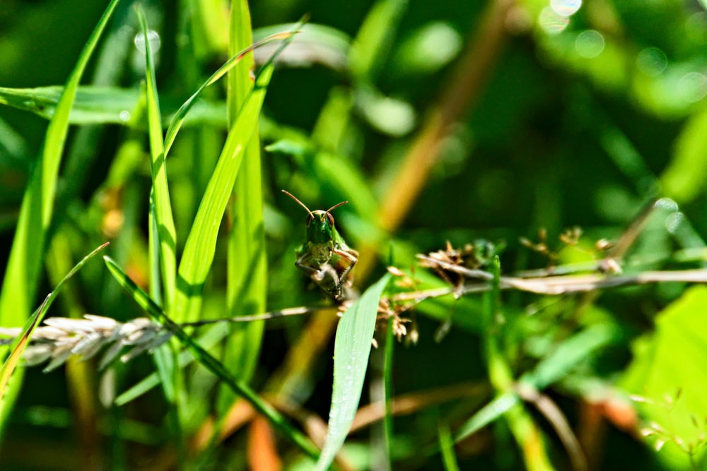 a close up of some grass with a bug on it