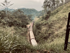 A train travels through a lush, green landscape, surrounded by dense foliage and rolling hills. Tall trees and rich vegetation cover the terrain, while the train curves gently along the track, disappearing into the distance. The sky is overcast with a soft, diffused light that gives the scene a serene and peaceful quality.
