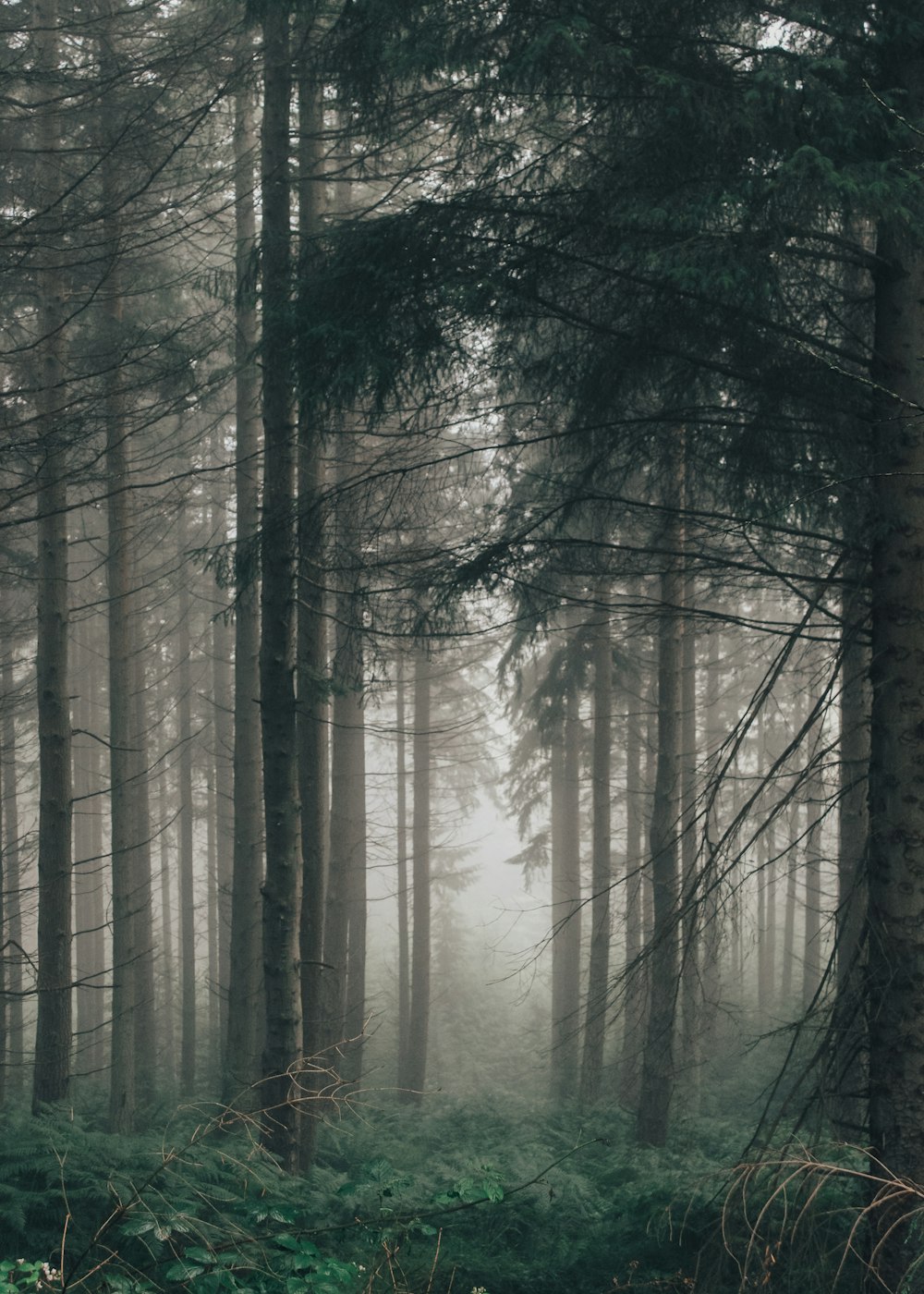 a forest filled with lots of tall trees