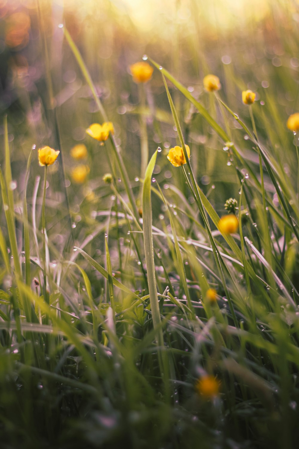 a bunch of yellow flowers that are in the grass