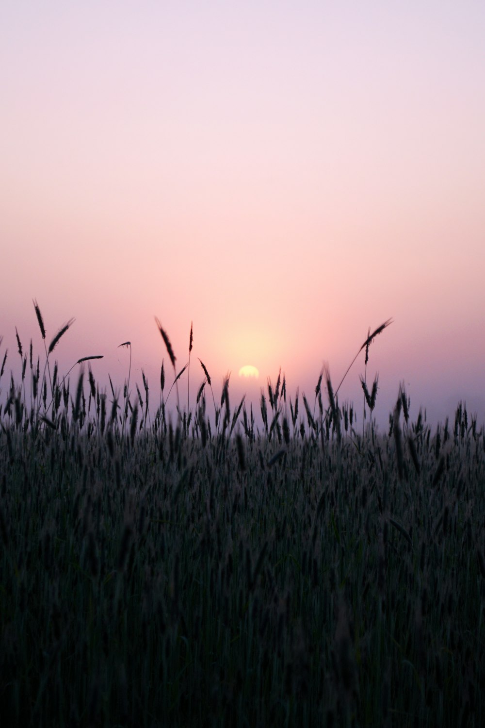 the sun is setting over a field of tall grass