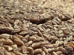 Close-up of fresh grains and pulses ready for shipment