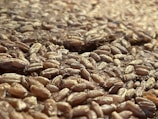 Close-up of fresh grains and animal feed in a rustic wooden container.