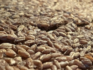 A close-up of grains being inspected for quality in a bright, well-lit facility.