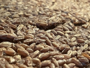 Close-up view of a large quantity of grains, likely wheat, spread out and filling the entire frame. The grains are tightly packed, with varying shades of brown and a glossy surface indicating freshness.