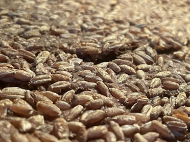Close-up of fresh cow feed grains in a rustic sack.