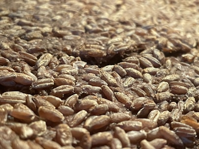 Freshly harvested grains ready for processing.