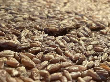 Close-up of golden grains being poured from a burlap sack, highlighting quality and abundance.