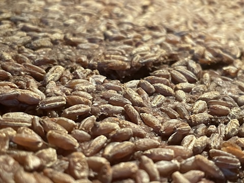 Close-up of hands inspecting quality grains in a warehouse.
