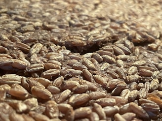 Close-up view of a large quantity of grains, likely wheat, spread out and filling the entire frame. The grains are tightly packed, with varying shades of brown and a glossy surface indicating freshness.