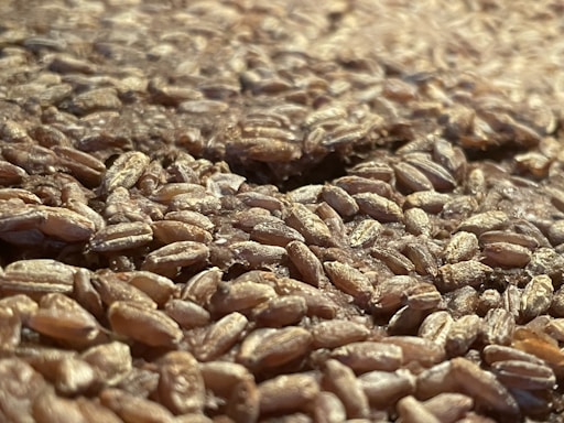Close-up view of a large quantity of grains, likely wheat, spread out and filling the entire frame. The grains are tightly packed, with varying shades of brown and a glossy surface indicating freshness.