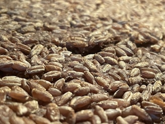 Close-up view of a large quantity of grains, likely wheat, spread out and filling the entire frame. The grains are tightly packed, with varying shades of brown and a glossy surface indicating freshness.