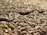 Close-up view of a large quantity of grains, likely wheat, spread out and filling the entire frame. The grains are tightly packed, with varying shades of brown and a glossy surface indicating freshness.