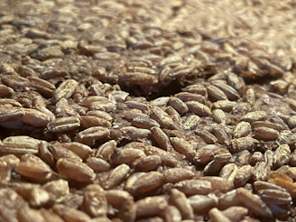 Golden grains of premium Indian cattle feed spread across a rustic wooden surface.
