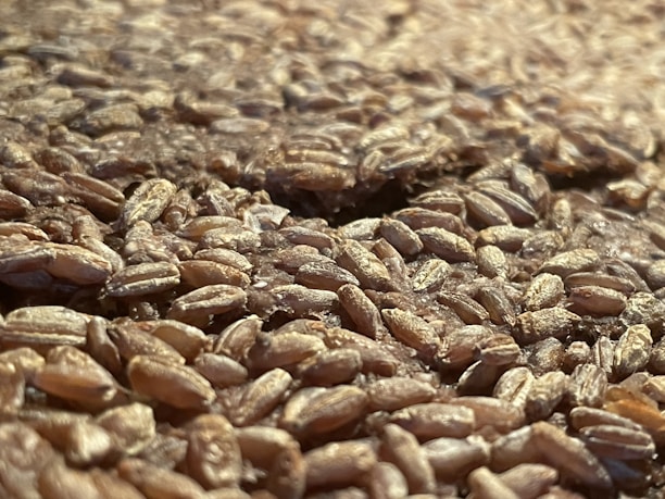 Close-up view of a large quantity of grains, likely wheat, spread out and filling the entire frame. The grains are tightly packed, with varying shades of brown and a glossy surface indicating freshness.