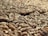 Close-up view of a large quantity of grains, likely wheat, spread out and filling the entire frame. The grains are tightly packed, with varying shades of brown and a glossy surface indicating freshness.