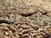 Close-up view of a large quantity of grains, likely wheat, spread out and filling the entire frame. The grains are tightly packed, with varying shades of brown and a glossy surface indicating freshness.