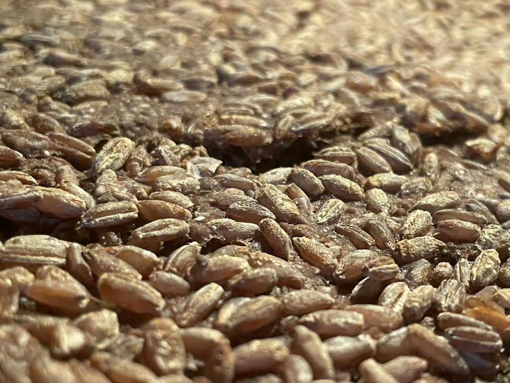 Organic Rye