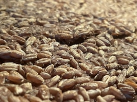 Close-up view of a large quantity of grains, likely wheat, spread out and filling the entire frame. The grains are tightly packed, with varying shades of brown and a glossy surface indicating freshness.