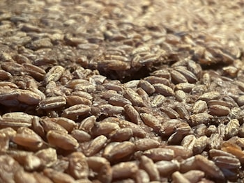 Close-up view of a large quantity of grains, likely wheat, spread out and filling the entire frame. The grains are tightly packed, with varying shades of brown and a glossy surface indicating freshness.