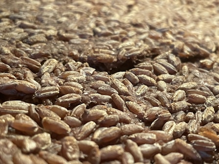 Close-up view of a large quantity of grains, likely wheat, spread out and filling the entire frame. The grains are tightly packed, with varying shades of brown and a glossy surface indicating freshness.
