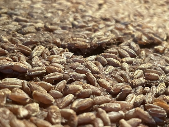 Close-up view of a large quantity of grains, likely wheat, spread out and filling the entire frame. The grains are tightly packed, with varying shades of brown and a glossy surface indicating freshness.