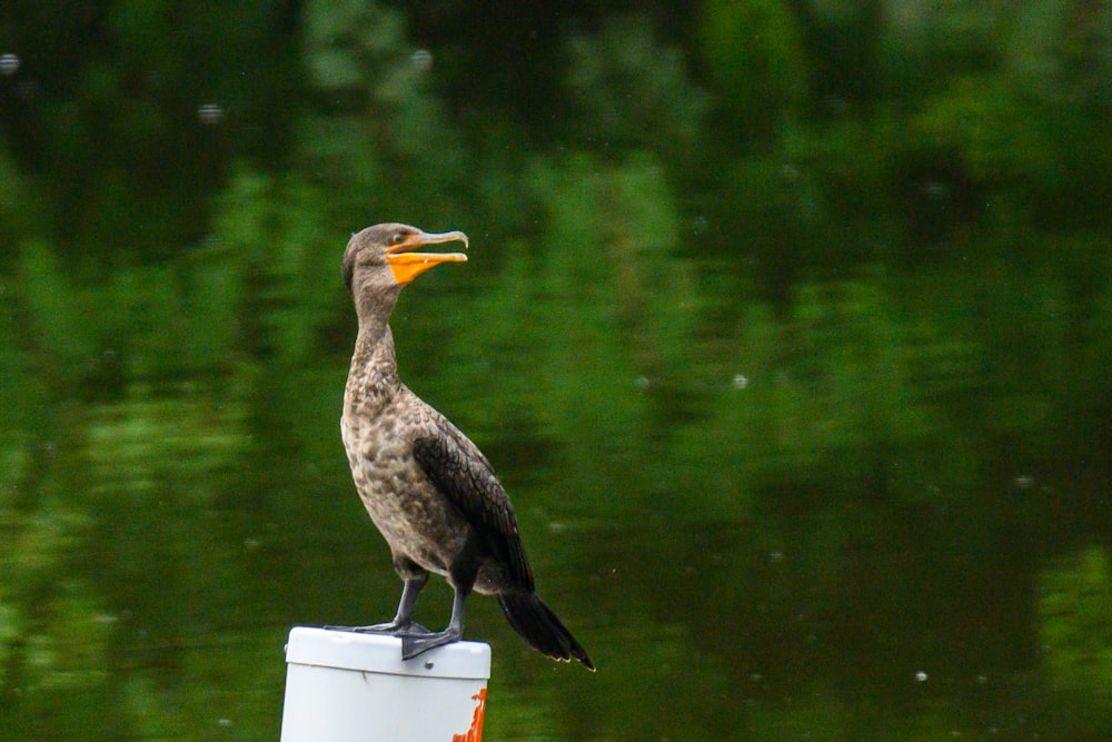 a bird sitting on top of a pole next to a body of water