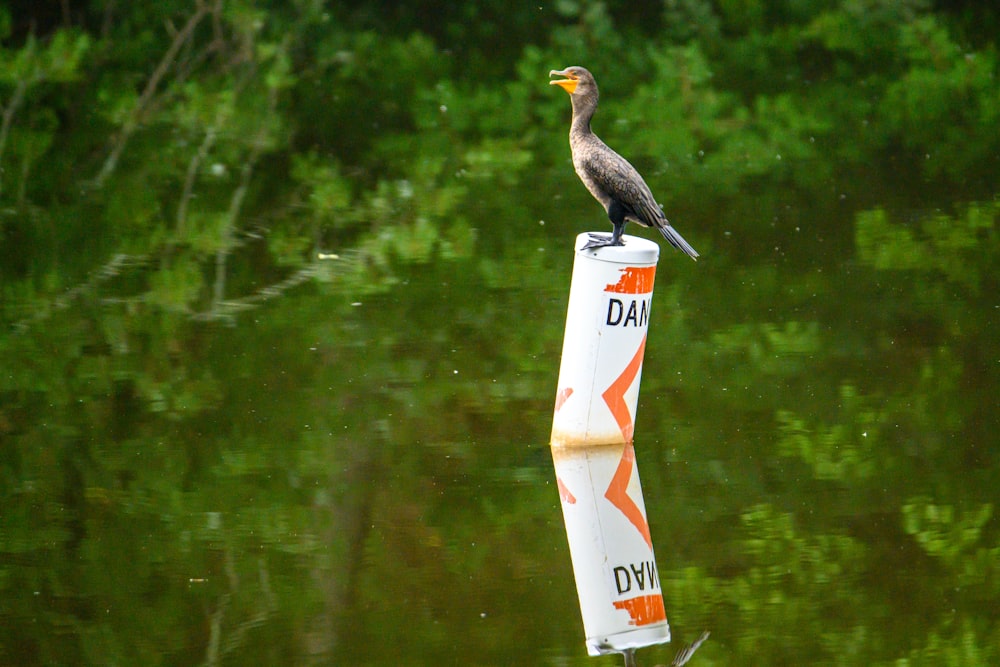 a bird sitting on top of a pole in the water