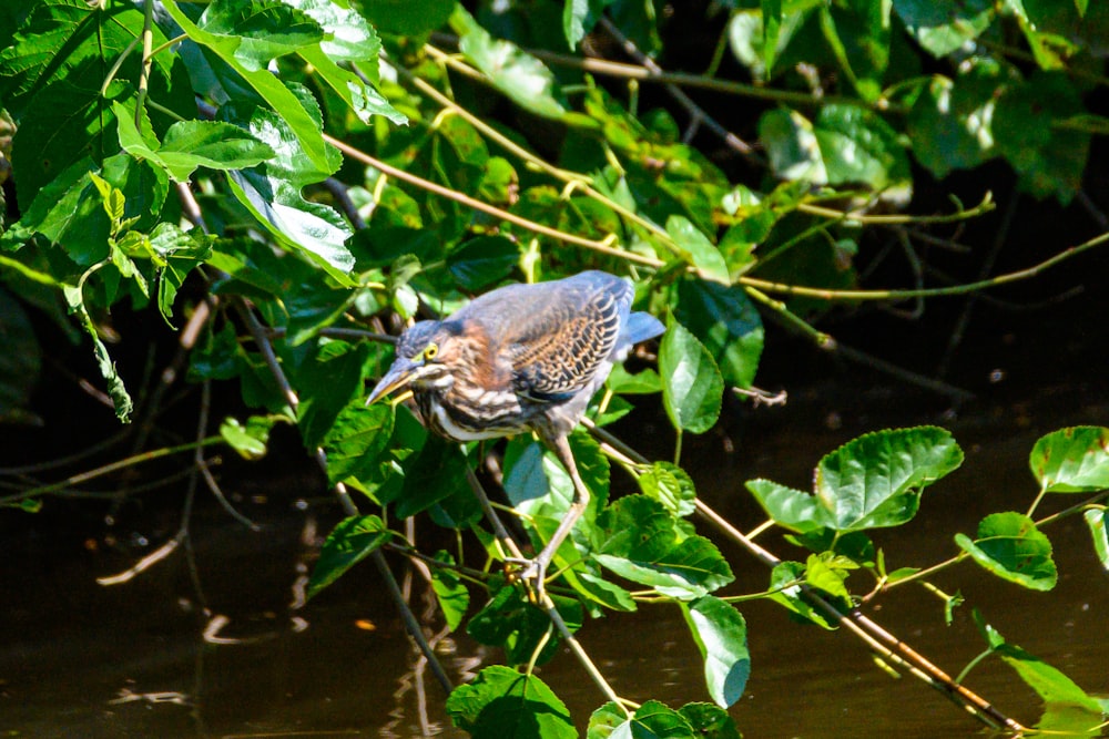a bird is perched on a branch in the water