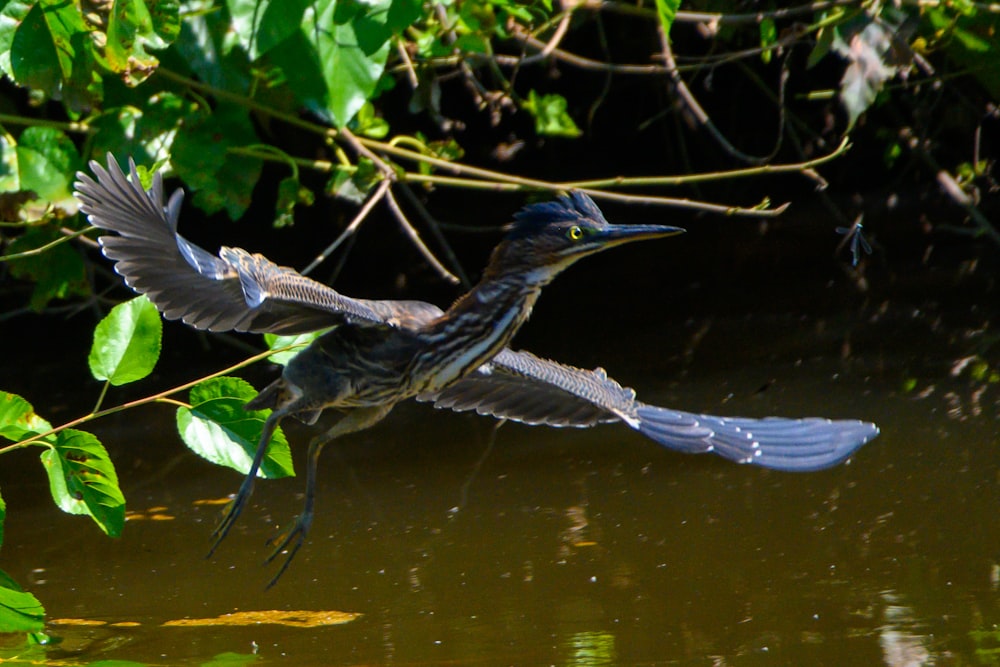 a bird flying over a body of water