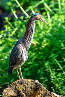 An outdoor scene capturing a Kelso bird alert but composed, blending natural poise with awareness.