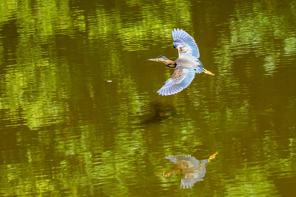 a bird flying over a body of water