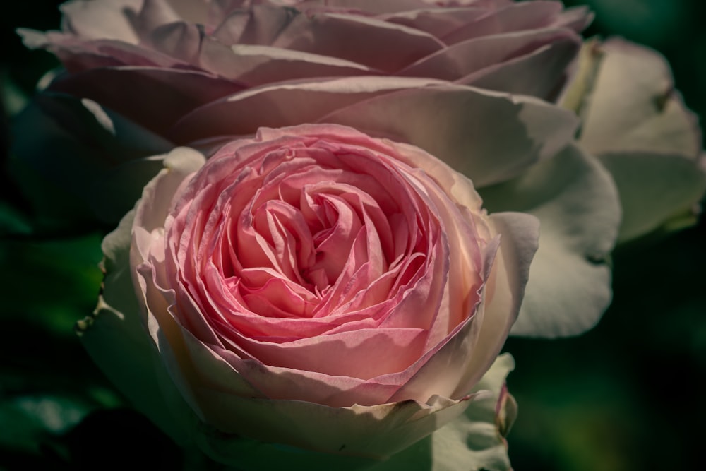a close up of a pink rose in bloom